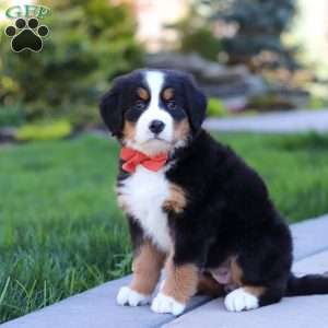 Nala, Bernese Mountain Dog Puppy